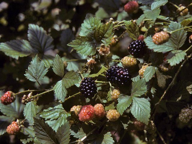 Rustic Roots Handpicked Berry Ensemble